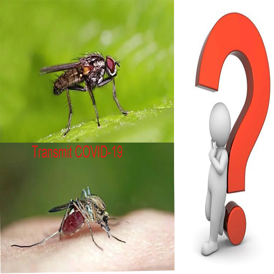 Il COVID-19 si diffonderà tramite mosche o zanzare?
